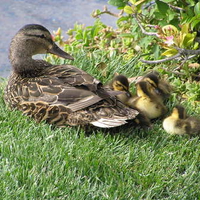 Ducks on the Vegas Strip