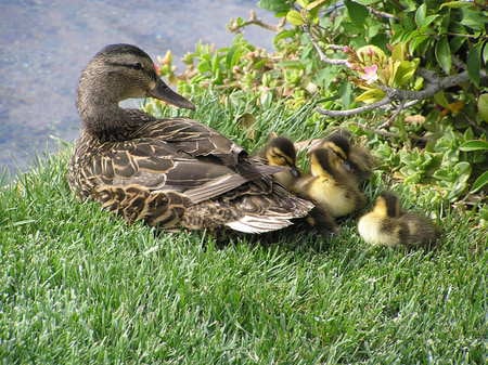 Ducks on the Vegas Strip - family, ducklings, ducks, cute