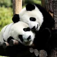 panda bears in love