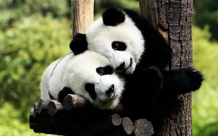 panda bears in love - love, panda, china, wild