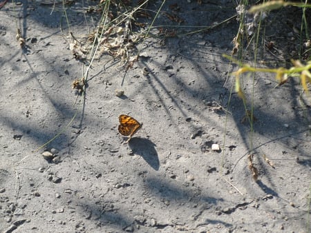 Butterfly - bugs, nature, butterfly, land