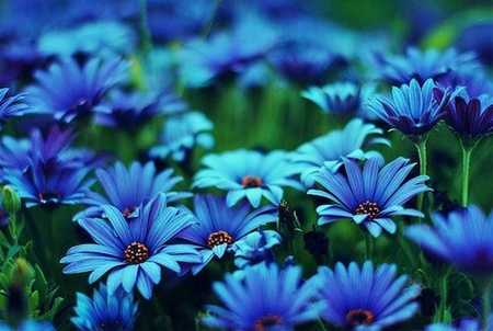 The wonderful land - flowers, nature, blue, beautiful, green