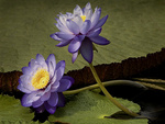 Lotus flower