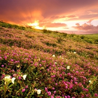 Field of Flowers