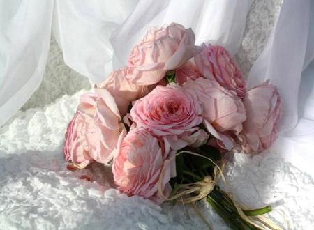 Marshmellow Roses - pretty, roses, lace, pink, bouquet, flowers, femanine, white, satin