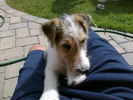 Milo - dogs, cute, puppy, adorable, terrier