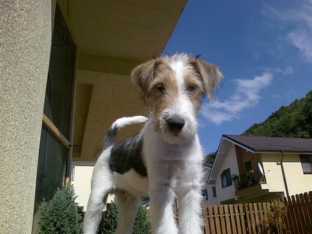 Meet Milo - best, cute, dog, adorable, happy, terrier