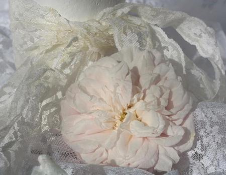 White nearly White - pretty, white, rose, lace, petals, pink, pastel