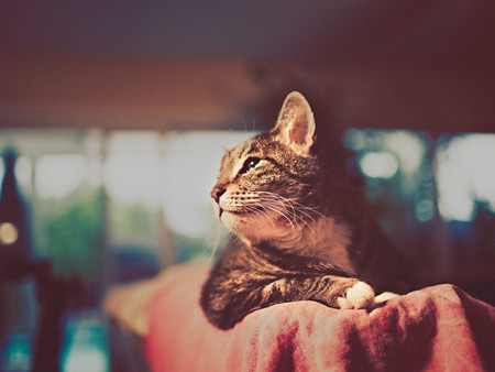 just chillin - photography, cuddlyfluffy, cat, fur, animal, feline, soft, cute, adorable, kitty