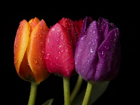 refreshing - red, purple, tulips, water, beauty, flowers, stilllife, stem, orange, wet, photograghy, nature