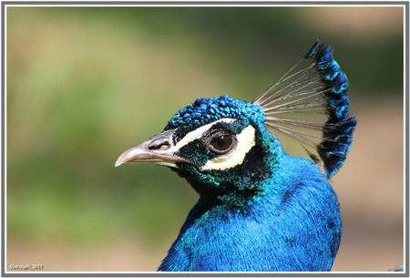 Peacock (for my Friend Ramy) - birds, colors, biopark, wildlife