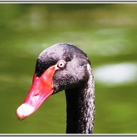 Black Swan (for my Friend EchoSong)