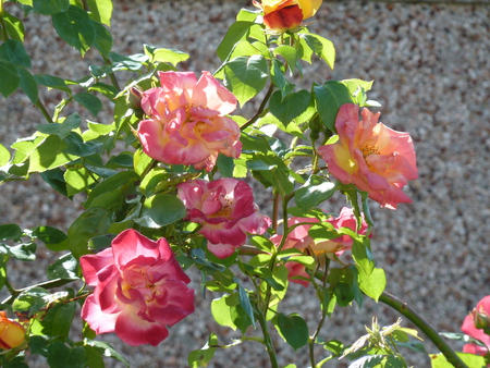 Climbing Roses - roses, yellow, garden, orange, pink