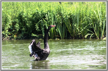 Exhibitionist Black Swan ( For My Friend Fireangl4 ) - ecopark, birds, nature, swan