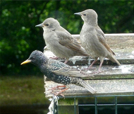 Young Starlings with Parent - starlings, birds, young, garden