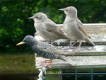 Young Starlings with Parent