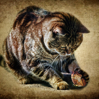 playful kitty