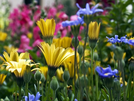 Earth Garden - green, gardens, flowers, earth