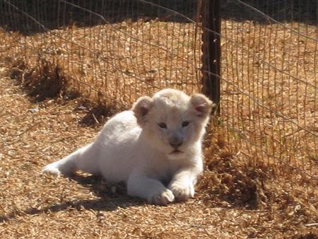 Baby white - white, cub, lion, resting, ground