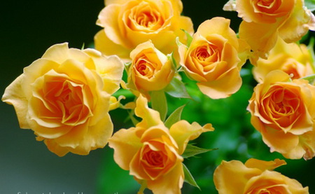 Sunshine roses - yellow, roses, green leaves, flowers, gold