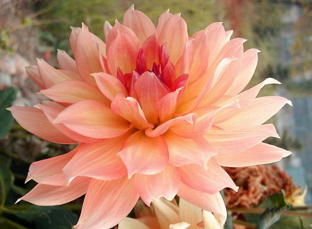 Peachy - beauty, open, peach color, petals, flower