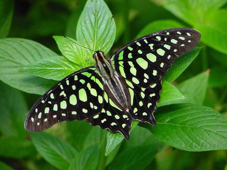 Butterfly - black, animal, green, wings, butterfly