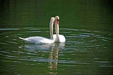 Swans - birds, swans, water, animals