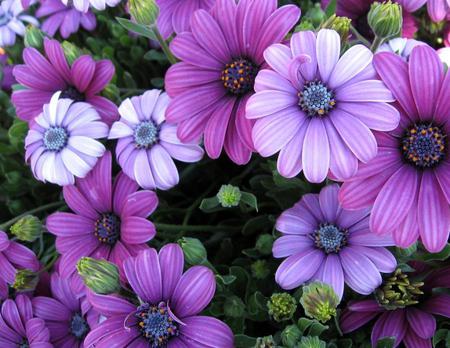 Flowers - nature, purple, flowers, petals