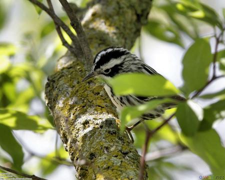 Bird - leaves, tree, animal, bird