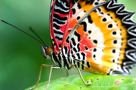 Butterfly - butterfly, animal, leaf, wings