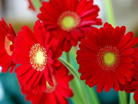 Flowers - flowers, daisies, red, nature