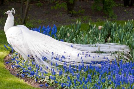 Peacock - animal, peacock, flowers, bird