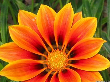 Flower - nature, orange, flower, petals