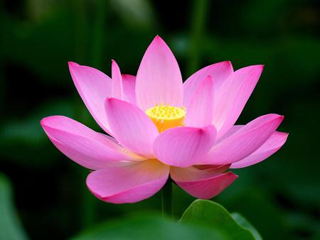 Lotus - lotus, nature, flower, pink, leaves