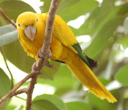 Parrot - yellow, parrot, animal, leaves, bird