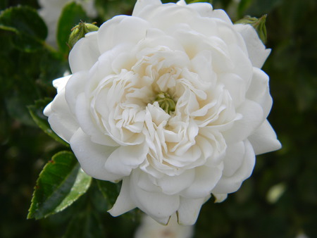 White Rose - flowers, pretty, white, nature, rose, color, flower, triplerubik