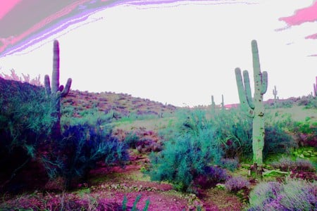 arizona - arizona, backyard, deserts, sunrise