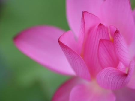 Flower - flower, petals, nature, pink