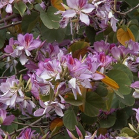 purple-flowers-on-a-blossoming-tree