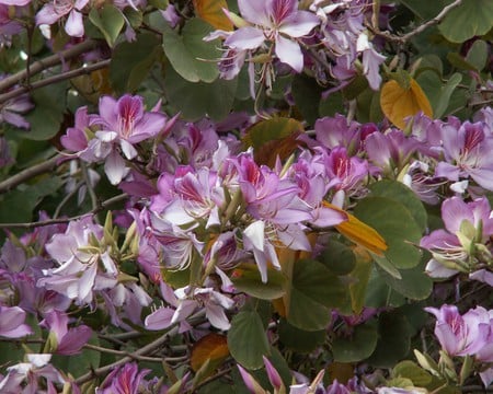 purple-flowers-on-a-blossoming-tree - blossom, purple, nature, wallpapers