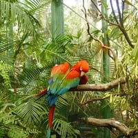 Macaws