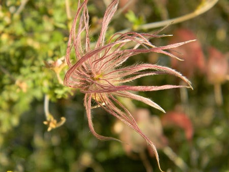 Tentacle Fuzz - flowers, fuzz, nature, fuzzy, tentacle, freaky, cool, triplerubik