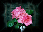 2 Pink Roses