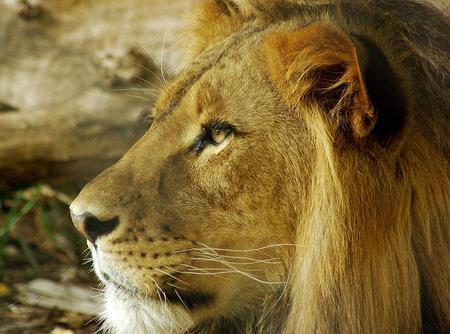 Leo the Lion - lion, face, animal, cat