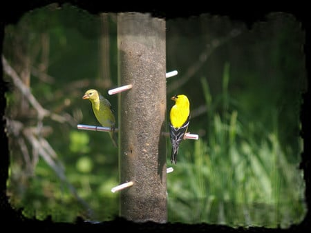 American Goldfinch Pair - wildlife, canary, animal, bird, photo, avian, birdfeeder, goldfinch, photography