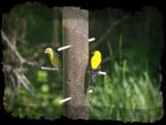 American Goldfinch Pair