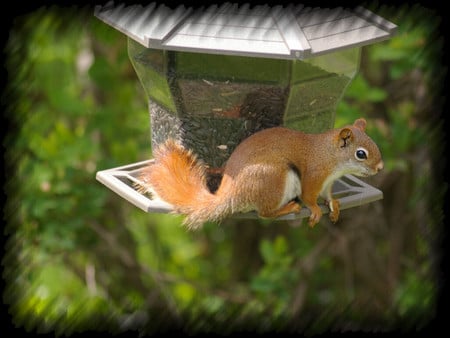 Red Squirrel - bandit, animal, robber, red squirrel, photography, photo, birdfeeder, wildlife