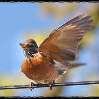 Momma Robin Faking Brocken Wing 1