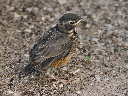 Baby Robin Camouflage 2 - bird, robin, avian, photography, photo, baby, red breast, animal, cute, wildlife