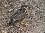 Baby Robin Camouflage 2